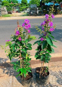 Cây bằng lăng nở vào tháng mấy ?