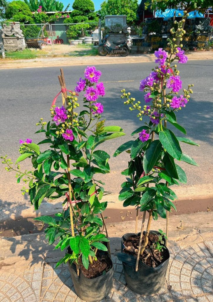 Cây bằng lăng nở vào tháng mấy ?