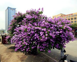 Cây bằng lăng tím có dễ chăm sóc không ?