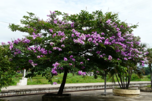 Cây bằng lăng tím hợp mệnh gì? Ở Ninh Thuận muốn trồng cây bằng lăng ở khu vực Bình Phước