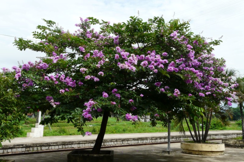 Cây bằng lăng tím hợp mệnh gì? Ở Ninh Thuận muốn trồng cây bằng lăng ở khu vực Bình Phước