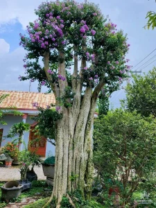 Cây bằng lăng tím lá nhỏ và lá lớn khác nhau như thế nào?