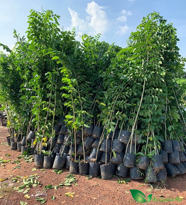 Cây cảnh Bình Phước
