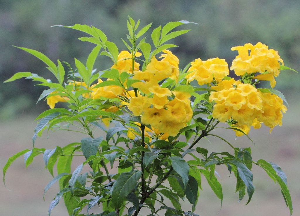Cây chuông vàng
