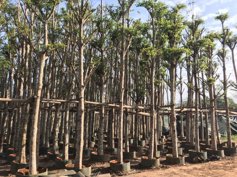 Cây công trình loại lớn