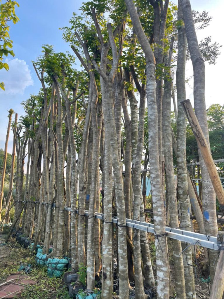 Cây giáng hương cao 3m