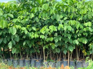 Cây giống giáng hương huyết
