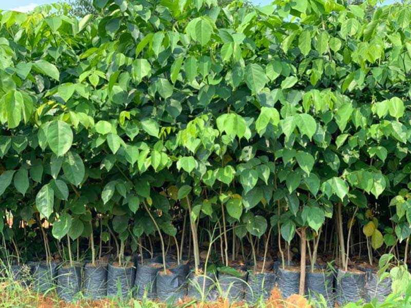 Cây giống giáng hương huyết
