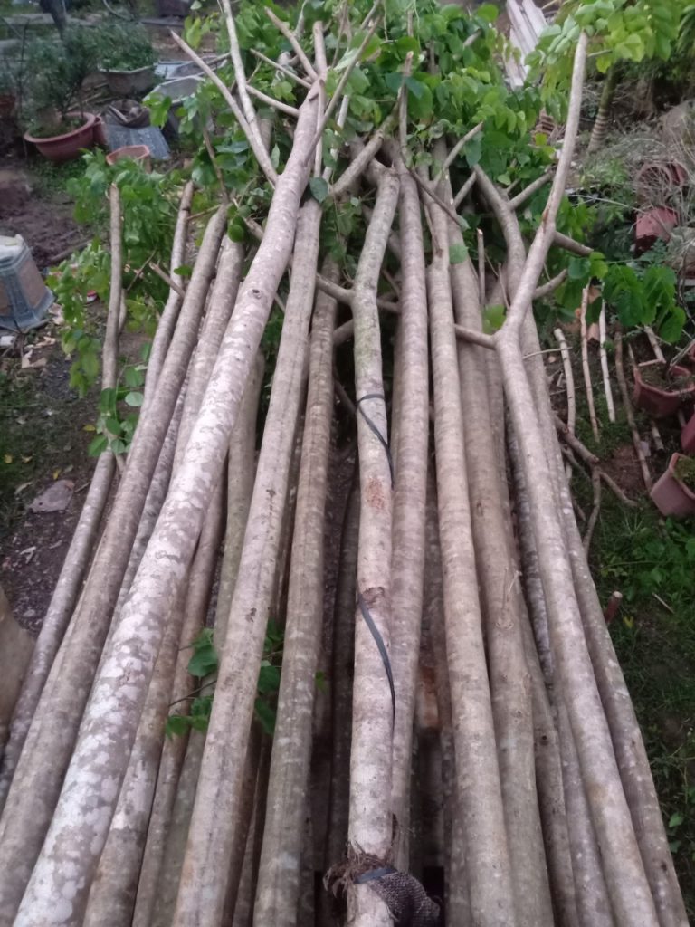 Cây giống giáng hương huyết