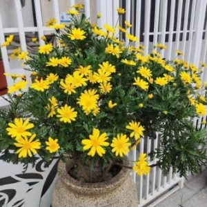 Cây hoa cúc thân gỗ hay còn gọi là cây cúc vạn niên