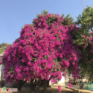 Cây hoa giấy