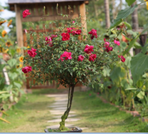 Cây hồng dáng tree trước của nhà khách hàng