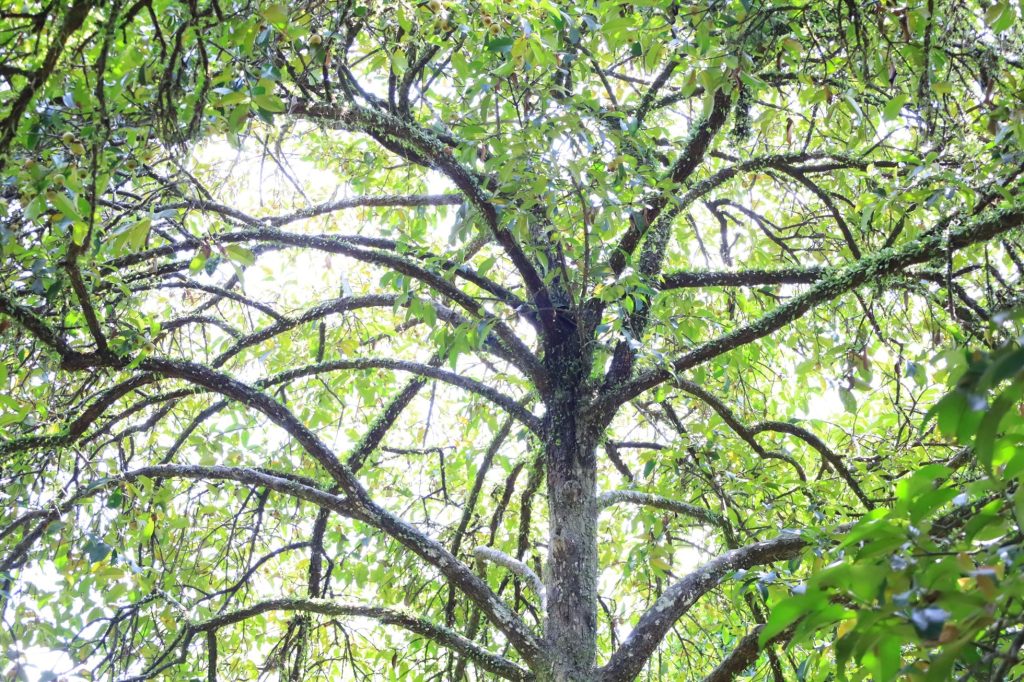 Cây măng cụt cổ thụ tại Bình Long