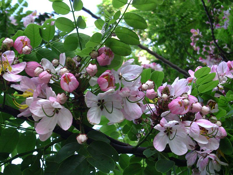 Cây muồng hoa đào