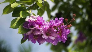 Cây săng lẻ và cây bằng lăng khác nhau không?