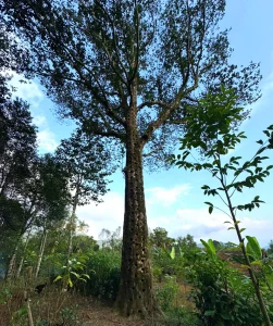 Cây trâm cổ thụ tại Hớn Quản