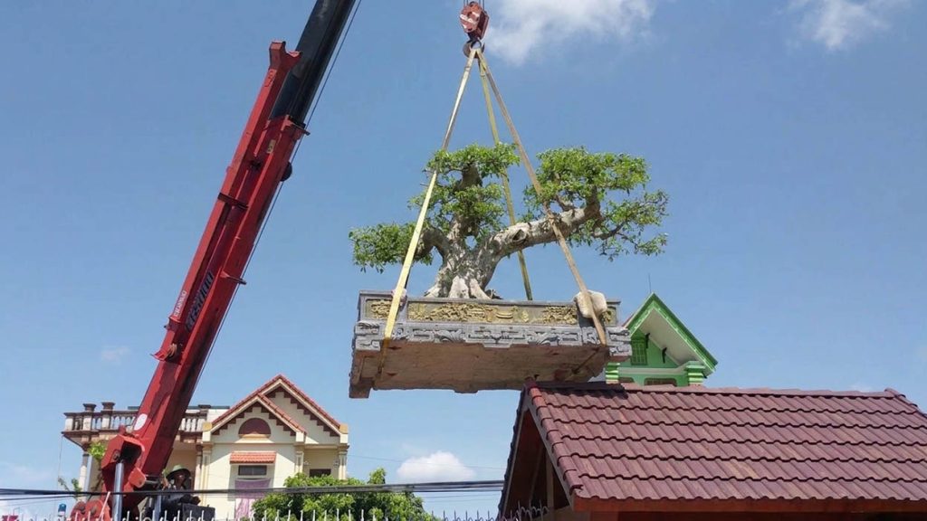 Cho thuê xe cẩu cây xanh tại Lộc Ninh
