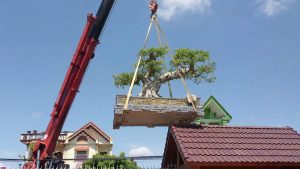 Cho thuê xe cẩu cây xanh tại Lộc Ninh