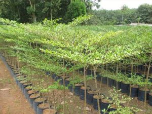 Chuyên cung cấp cây cảnh ở Bình Phước