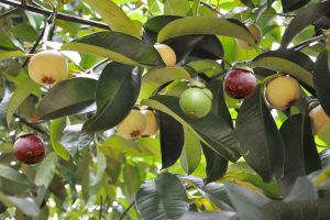 Cung cấp cây măng cụt công trình