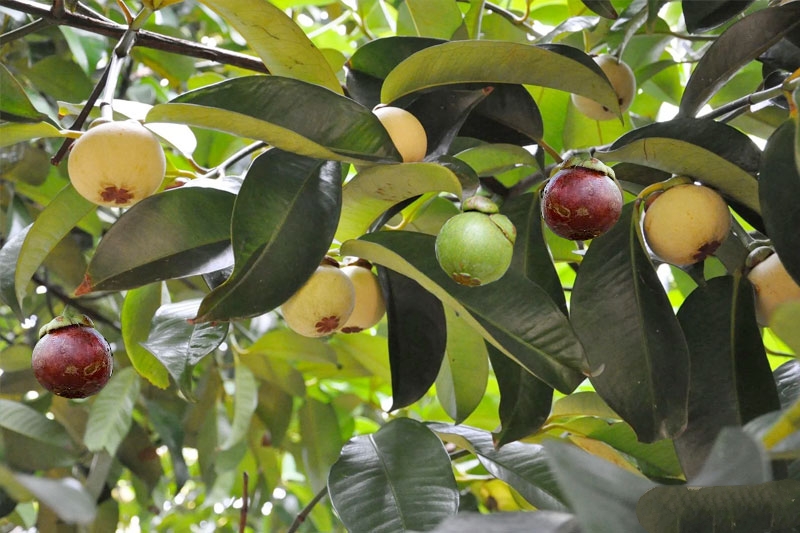 Cung cấp cây măng cụt công trình