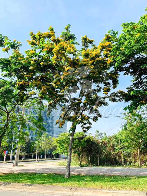 Đặc điểm hình thái cây giáng hương