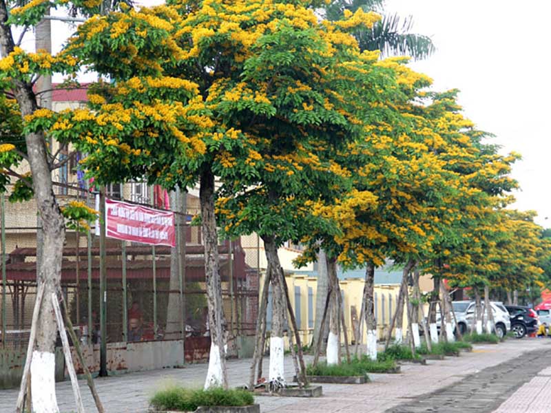 Đôi nét về loại cây Giáng Hương
