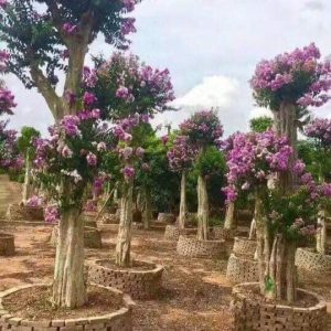 Giá Cây Bằng Lăng Rừng Về Đà Nẵng