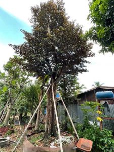 Giá bán cây vú sữa