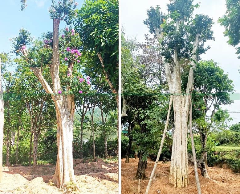 Giá cây săng lẻ mua về Lâm Đồng