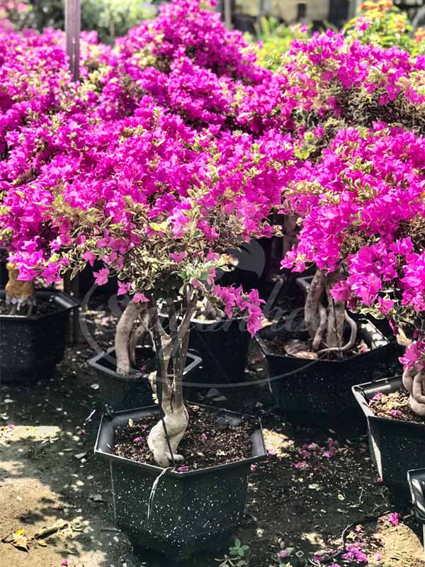Hoa giấy cẩm thạch hồng