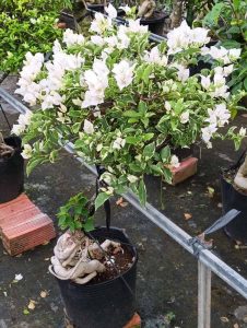 Hoa giấy cẩm thạch trắng