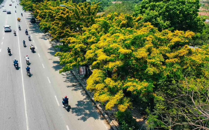 Khoảng cách trồng cây giáng hương