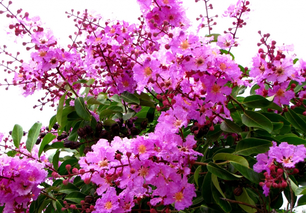 Kỹ thuật cắt tỉa cây bằng lăng