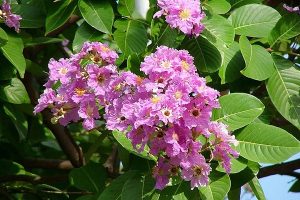 Kỹ thuật trồng cây bằng lăng ven đường phố