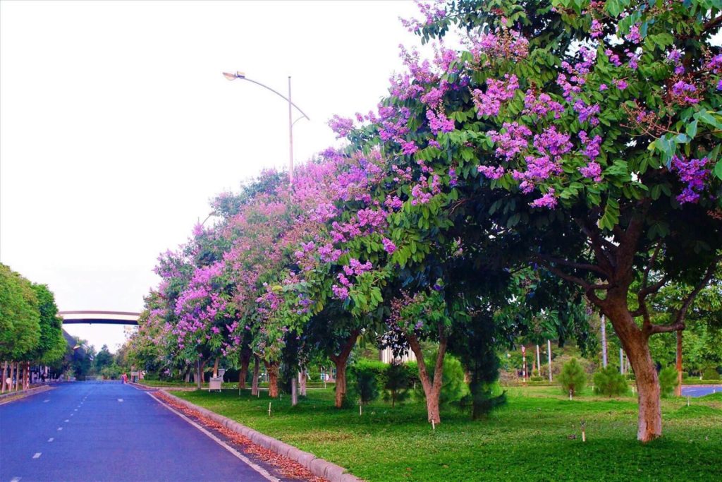 Làm sao để cây bằng lăng mọc nhanh hơn