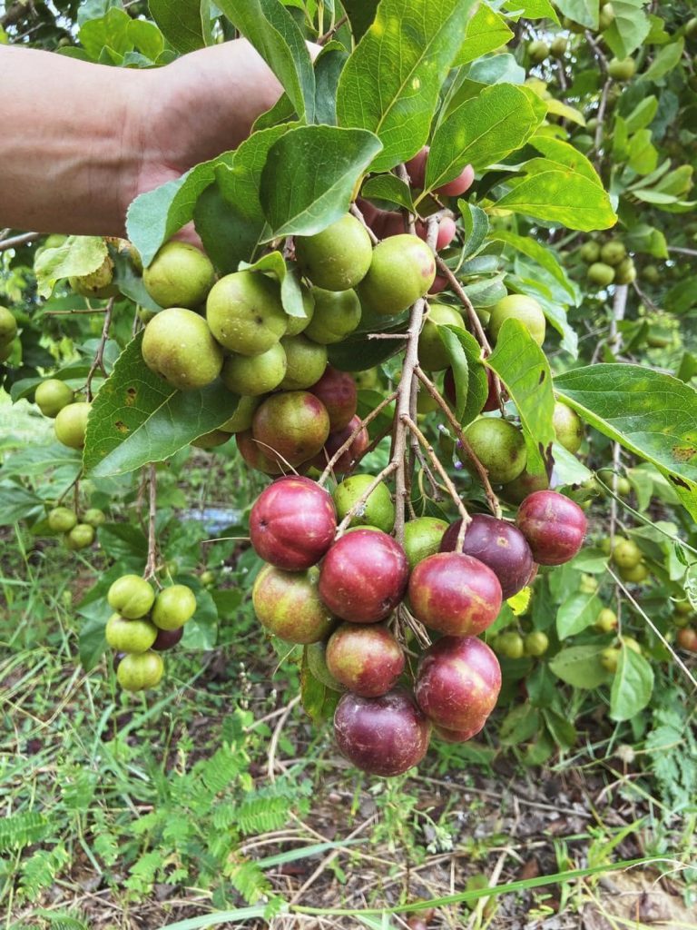 Một số hình ảnh cây hồng quân công trình-2