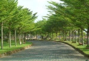 Mua bán cây bàng đài loan tại Cần Thơ