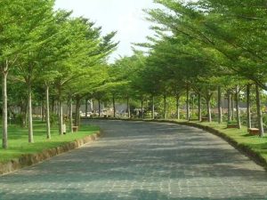 Mua bán cây bàng đài loan tại Đà Nẵng