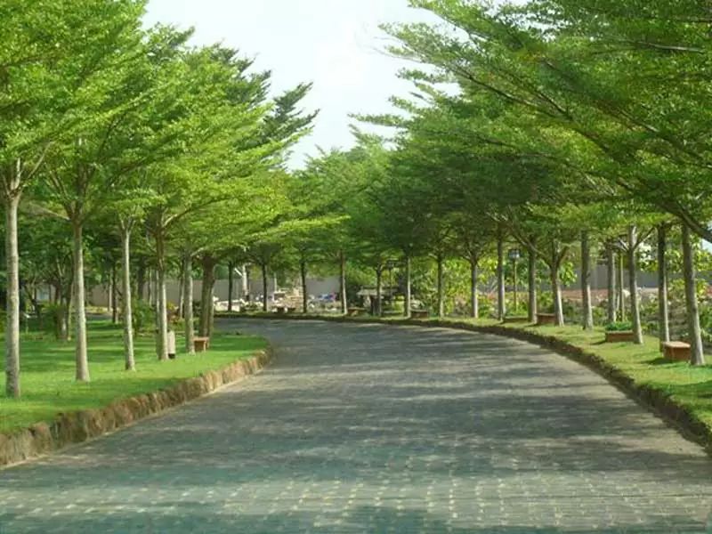 Mua bán cây bàng đài loan tại Đà Nẵng
