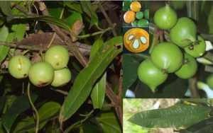 Mua bán cây bứa rừng công trình