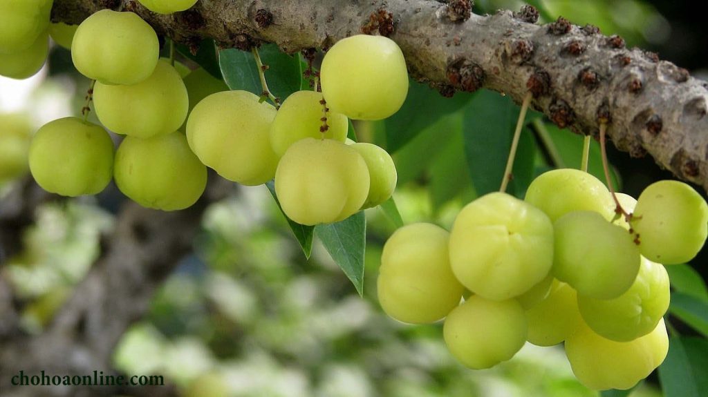 Mua bán cây chùm ruột tại Hà Nội