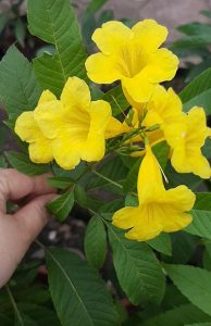 Mua bán cây chuông vàng tại Hồ Chí Minh