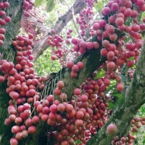 Mua bán cây dâu da cổ thụ công trình tại Phước Long