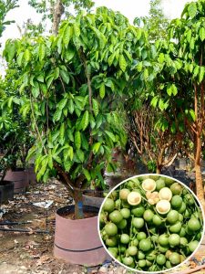 Mua bán cây dâu da tại Đà Nẵng