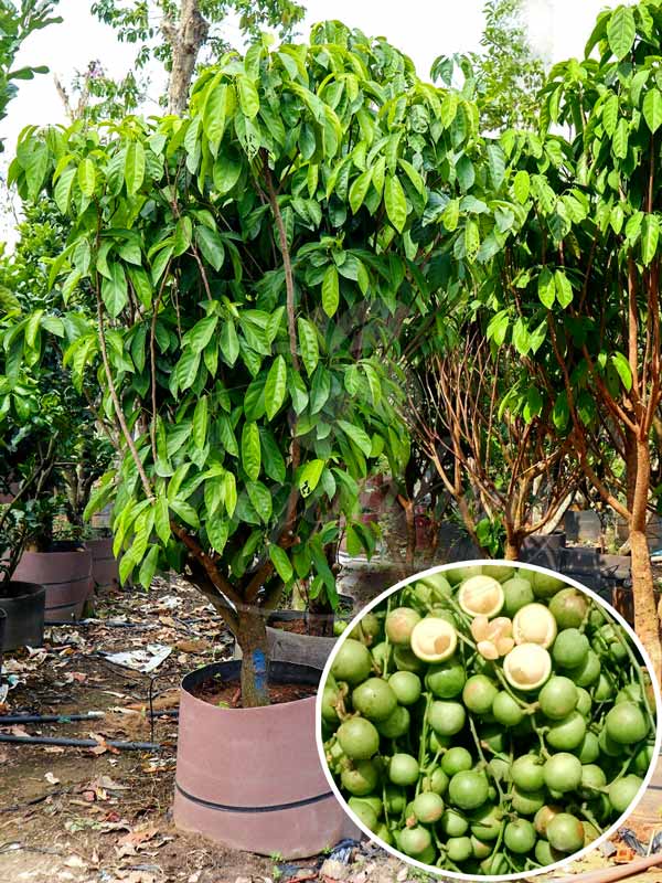 Mua bán cây dâu da tại Đà Nẵng