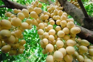 Mua bán cây dâu da tại Hà Nội