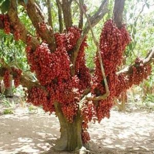 Mua bán cây dâu da tại Hải Phòng
