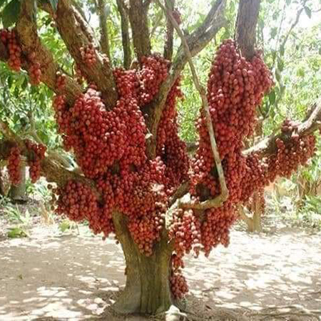 Mua bán cây dâu da tại Hải Phòng