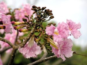 Mua bán cây kèn hồng tại Đà Nẵng